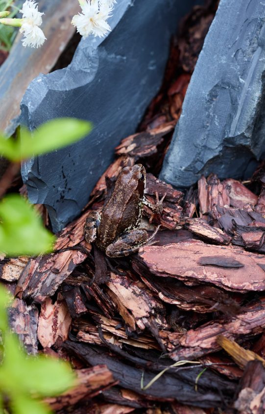 A stunning closeup of colorful mulch surrounded by lush green plants, perfect for gardening themes and ideas