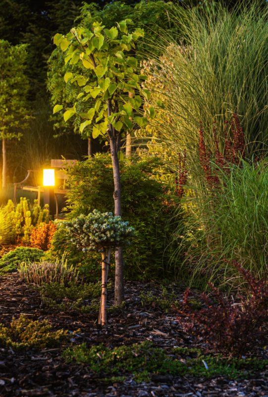 Beautiful Matured Backyard Garden Illuminated by LED Outdoor Garden Lighting