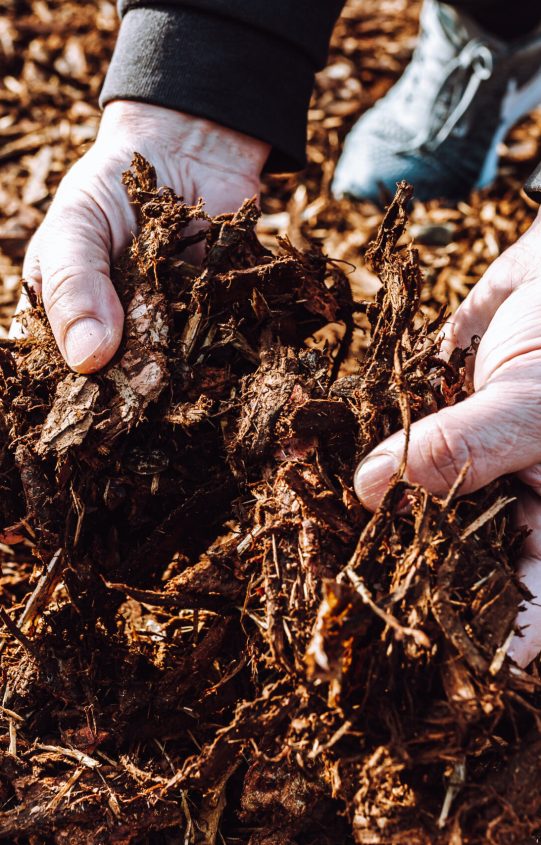 hands-of-male-gardener-holding-wood-chips-mulch-cl-2023-11-27-05-19-38-utc