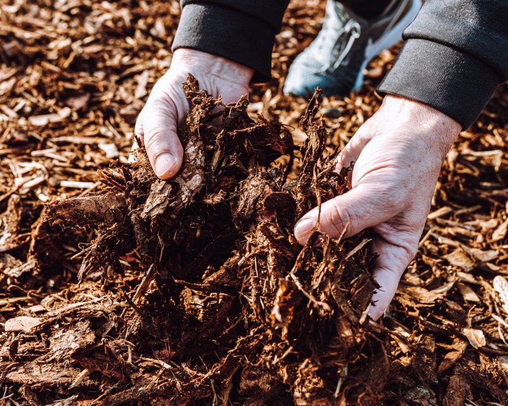 hands-of-male-gardener-holding-wood-chips-mulch-cl-2023-11-27-05-19-38-utc