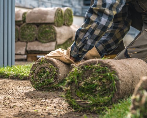 Landscaping Worker Rolling Over Natural Grass Turfs in Residential Backyard Garden. Close Up Photo.