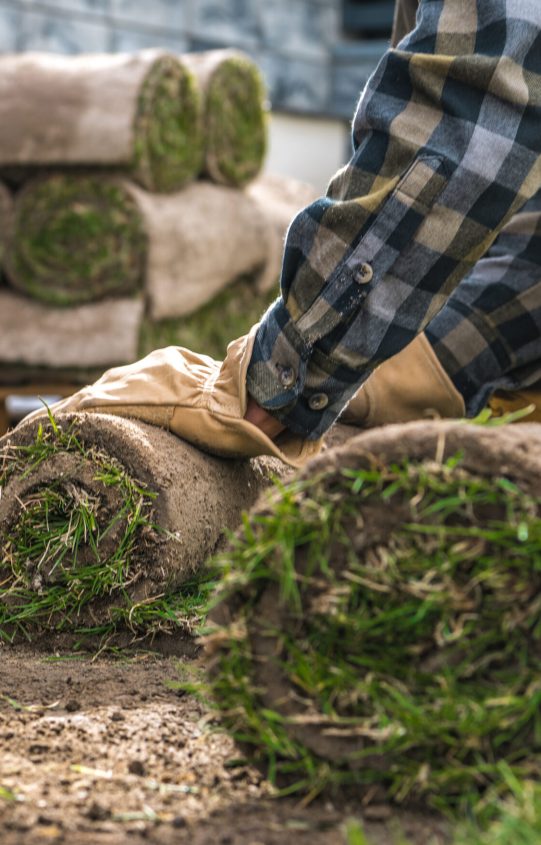 Landscaping Worker Rolling Over Natural Grass Turfs in Residential Backyard Garden. Close Up Photo.