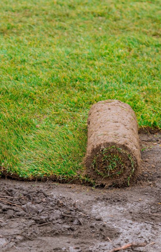 New lawn gardening rolls of fresh grass turf ready to be used