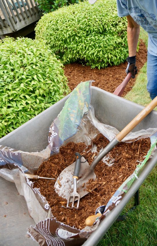 woman-using-a-wheelbarrow-full-of-mulch-as-she-doe-2024-10-14-02-06-19-utc